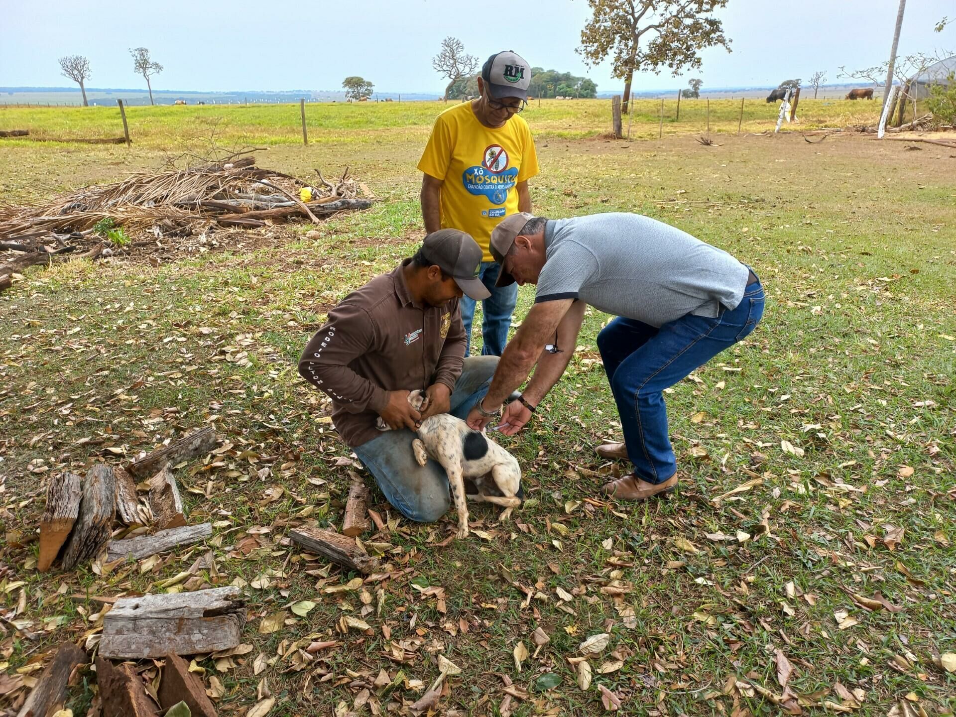 Imagem de compartilhamento para o artigo Prefeitura de Chapadão do Sul faz campanha de vacinação de cães e gatos da MS Todo dia